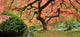 Old Japanese Maple Tree (Wide Shot) Wall Decal