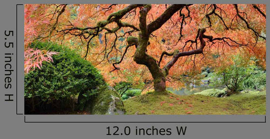 Old Japanese Maple Tree (Wide Shot) Wall Decal