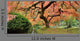 Old Japanese Maple Tree (Wide Shot) Wall Decal