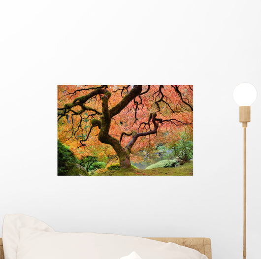 Old Japanese Maple Tree Wall Decal