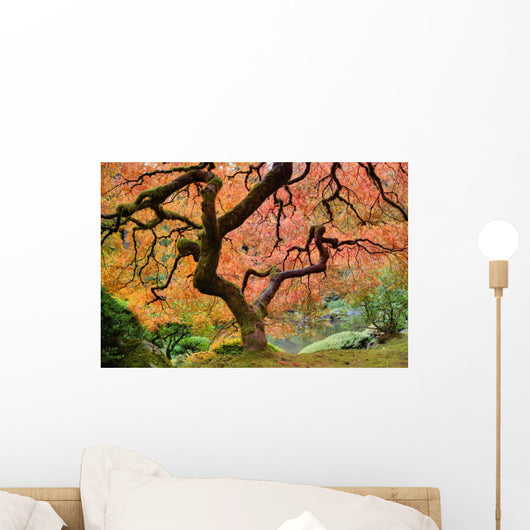 Old Japanese Maple Tree Wall Decal