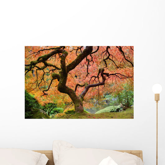 Old Japanese Maple Tree Wall Decal
