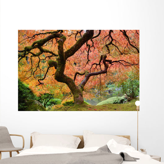 Old Japanese Maple Tree Wall Decal