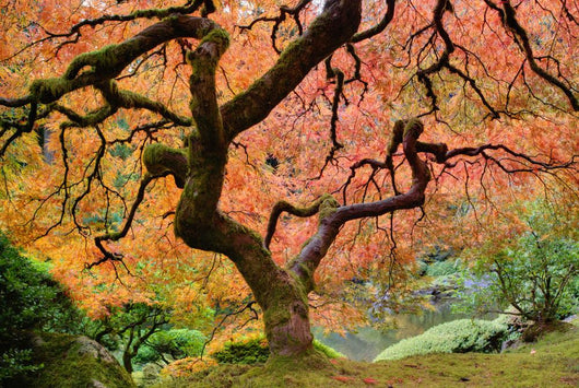 Old Japanese Maple Tree Wall Decal