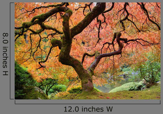 Old Japanese Maple Tree Wall Decal