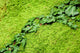Ivy Growing Mossy Stone Wall Decal