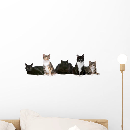 Group Cats Wall Decal