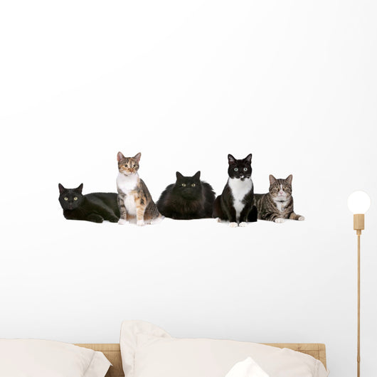 Group Cats Wall Decal