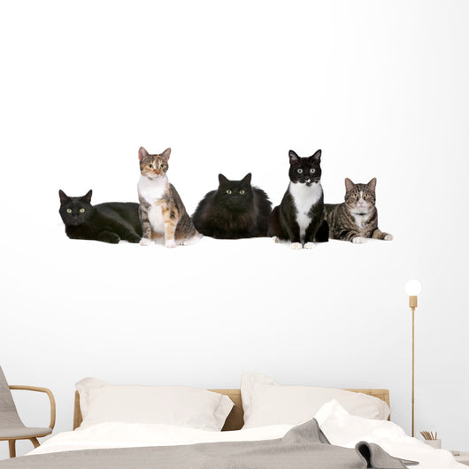 Group Cats Wall Decal