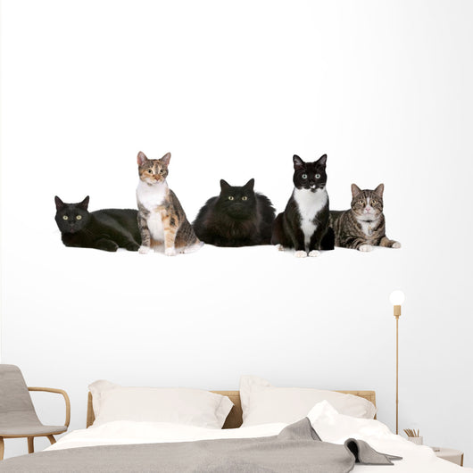 Group Cats Wall Decal