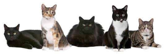 Group Cats Wall Decal