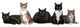 Group Cats Wall Decal
