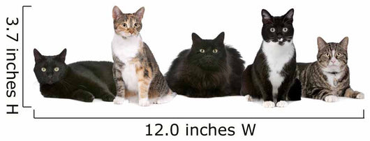 Group Cats Wall Decal