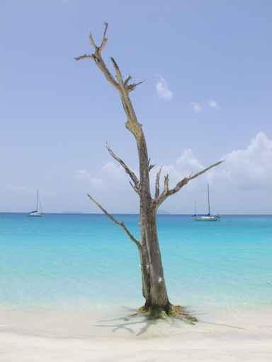Tree Water's Edge Wall Decal