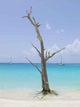 Tree Water's Edge Wall Decal