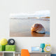 Seashell Wall Decal