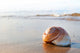 Seashell Wall Decal