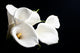 White Calla Lily Black Wall Decal