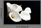 White Calla Lily Black Wall Decal