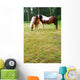 Rural Scene Belgium Horses Wall Decal