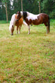 Rural Scene Belgium Horses Wall Decal