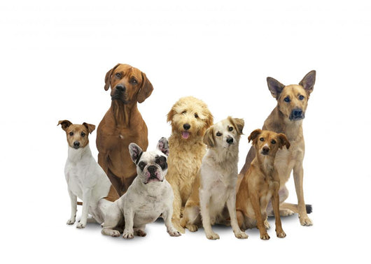 Dog Group Pet Wall Decal