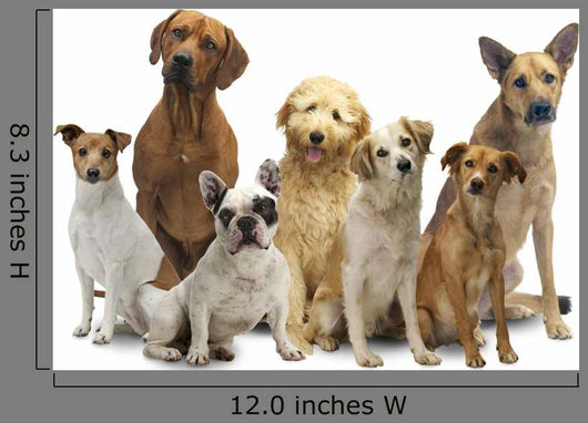 Dog Group Pet Wall Decal