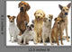 Dog Group Pet Wall Decal