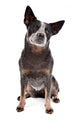 Australian Cattle Dog Wall Decal