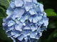 Blaue Hydrangea Bl Te Wall Decal