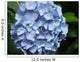 Blaue Hydrangea Bl Te Wall Decal