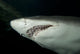 Sand Tiger Shark Wall Decal