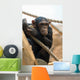 Monkey with Peach Wall Decal