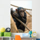 Monkey with Peach Wall Decal