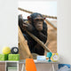 Monkey with Peach Wall Decal