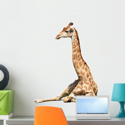 Giraffe over White Wall Decal shown on a wall
