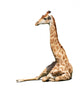 Giraffe over White Wall Decal