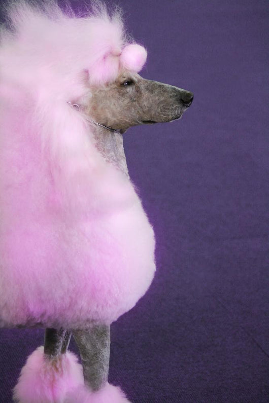 Pink poodles for best sale sale