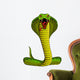 Cobra Color Illustration Wall Decal