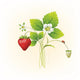 Strawberries Vector Illustration Realistic Wall Decal