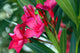 Oleander Wall Decal