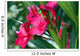 Oleander Wall Decal