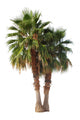 2 Palm Trees Exempted Wall Decal