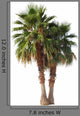 2 Palm Trees Exempted Wall Decal