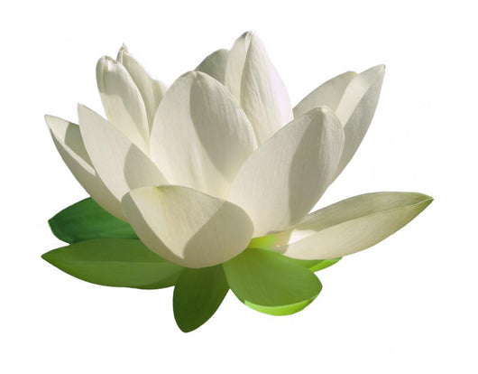 White Lotus Flower Wall Decal