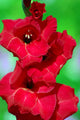 Flower 2 Wall Decal