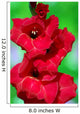 Flower 2 Wall Decal