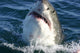 Breaching Shark Wall Decal