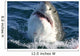 Breaching Shark Wall Decal