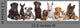 Group Dogs Wall Decal